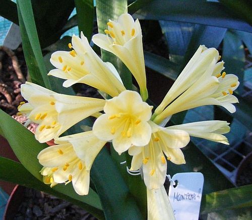 Clivia miniata Moondrops 2 Interspecific Clivia interspecific crosses seeds