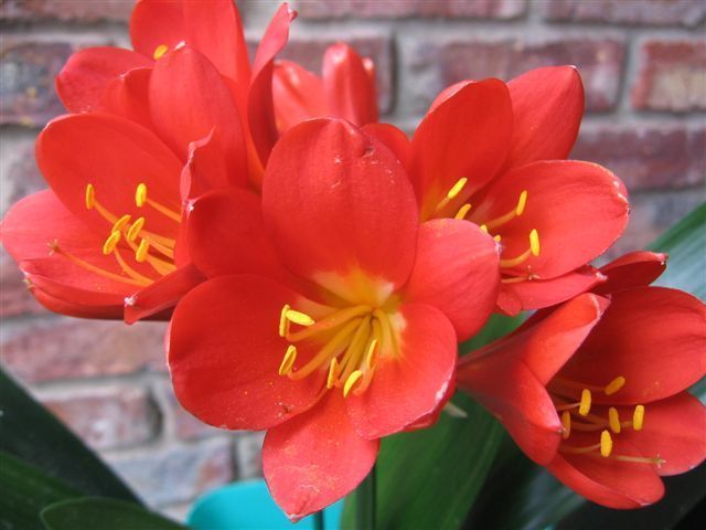 Clivia miniata Perfecta Red Like Japie Red Clivia - orange and red seeds