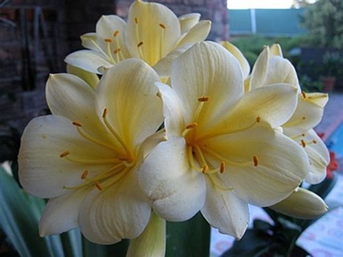 Clivia miniata Yellow No 1 ex Ernst Linder Clivia - yellow and green seeds