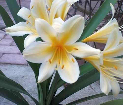 Clivia miniata citrina Bush lily yellow seeds