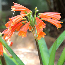 Clivia robusta Swamp Bush Lily - Swamp Clivia seeds