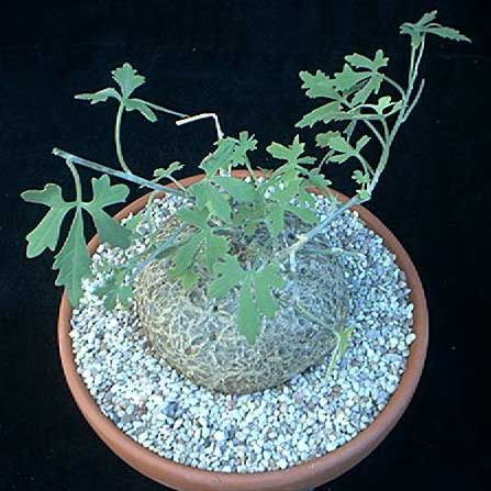 Coccinia palmata caudiciform seeds