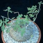 Coccinia palmata Caudexpflanze Samen