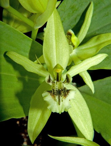 Coelogyne brachyptera Short-Winged Coelogyne seeds