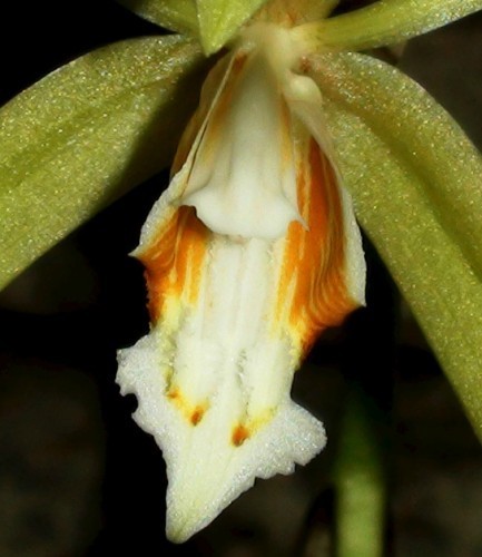 Coelogyne rochussenii orquídeas sementes