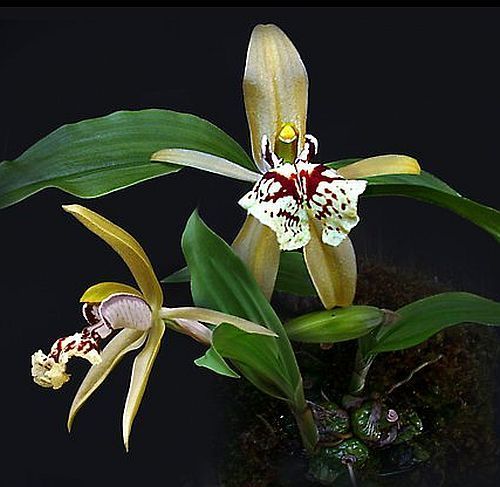 Coelogyne schilleriana orchids seeds