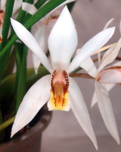 Coelogyne viscosa syn: Coelogyne graminiflora seeds