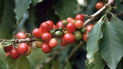 Coffea arabica coffee arabica seeds