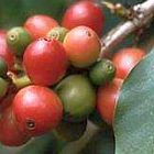 Coffea arabica pianta del caff? semi