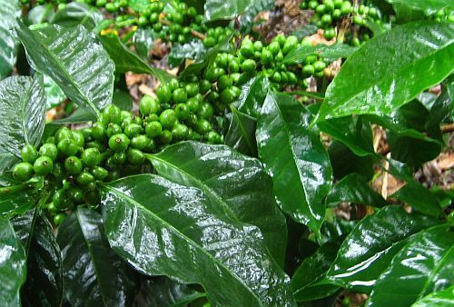 Coffea robusta Robusta coffee seeds