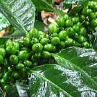 Coffea robusta planta del caf? semillas