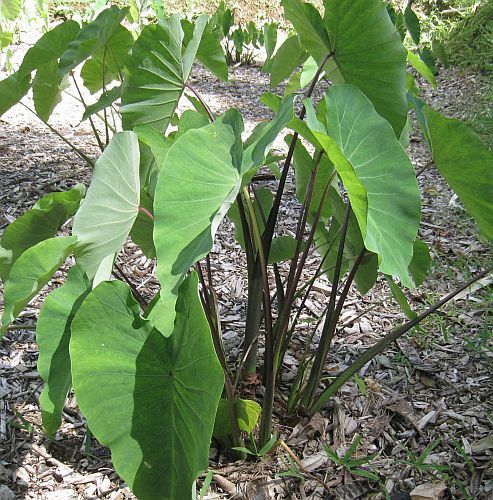 Colocasia fallax silver leaf elephant ear seeds