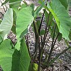 Colocasia fallax ﻿Колоказия обманчивая

 cемян
