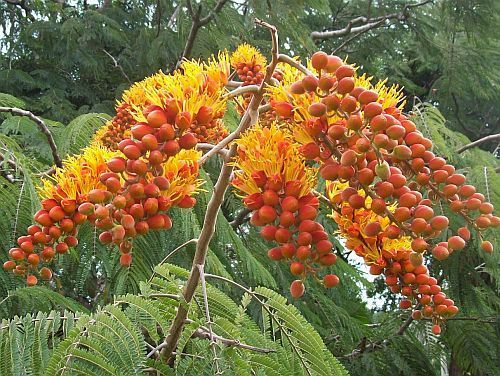 Colvillea racemosa Colville Glory Tree seeds