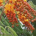 Colvillea racemosa Flamboyant ? grappes graines