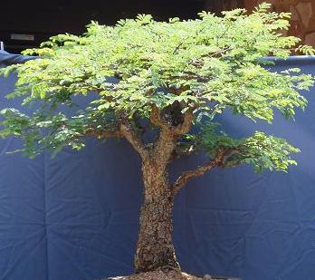 Commiphora africana v. glaucidula Tree - Bonsai seeds