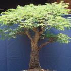 Commiphora africana v. glaucidula Baum - Bonsai Samen