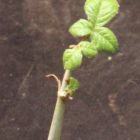 Commiphora edulis ssp holosericea