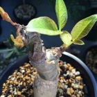 Commiphora unilobata Super seltene Caudexpflanze Samen