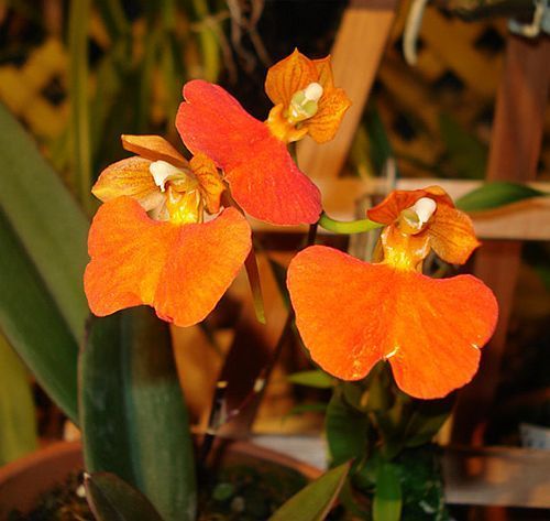 Comparettia coccinea Brick-Red Comparettia seeds