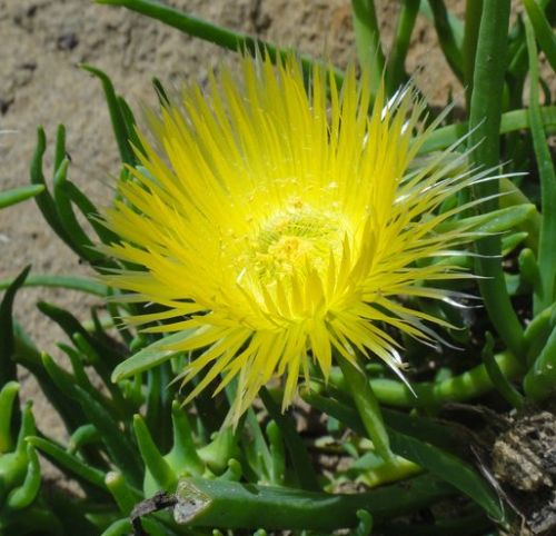 Conicosia pugioniformis False ice plant - Narrow leaved iceplant seeds