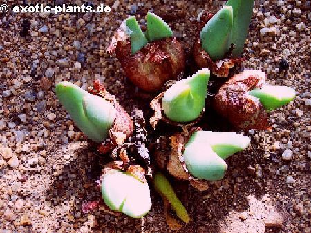 Conophytum aequale Aizoaceae seeds