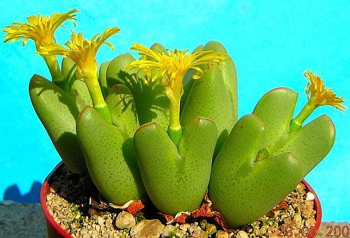 Conophytum bilobum succulent seeds