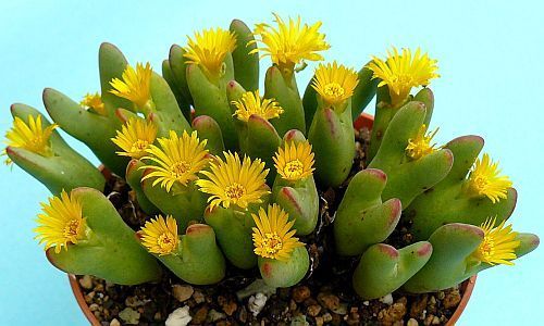 Conophytum bilobum succulent seeds