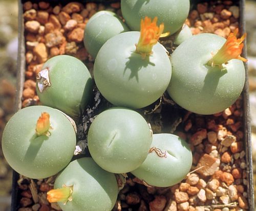 Conophytum calculus succulent seeds