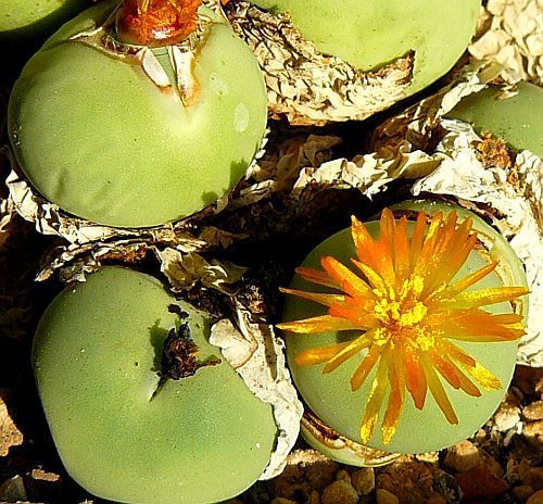 Conophytum calculus succulent seeds