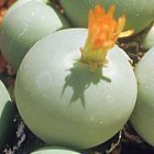 Conophytum calculus planta suculenta semillas