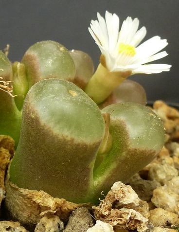 Conophytum carolii syn: Ophthalmophyllum carolii seeds