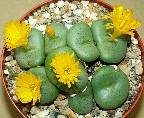 Conophytum flavum ssp flavum succulent seeds