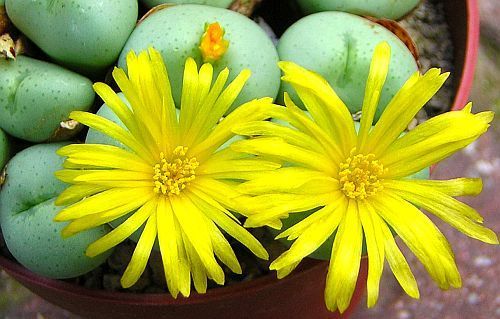 Conophytum flavum ssp flavum succulent seeds