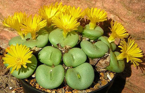 Conophytum flavum ssp flavum succulent seeds