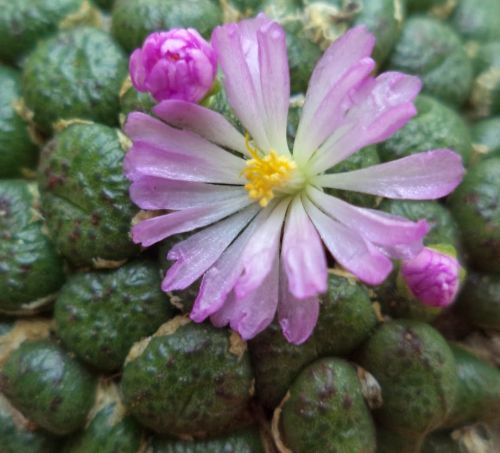 Conophytum fulleri syn: Ophthalmophyllum fulleri seeds