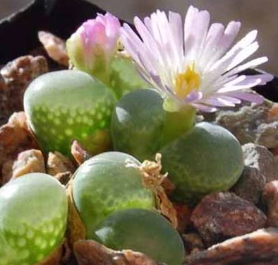 Conophytum limpidum syn: Ophthalmophyllum limpidum seeds