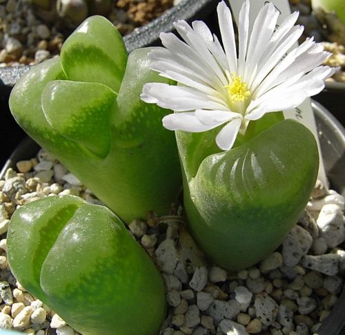 Conophytum longum Eye-leaves - syn: Ophthalmophyllum longum seeds