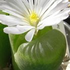 Conophytum longum  semillas