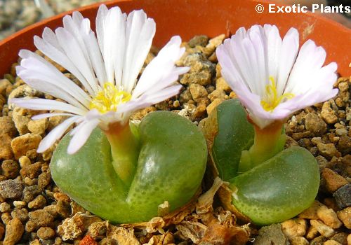 Conophytum lydiae syn: Ophtalmophyllum lydiae seeds