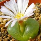 Conophytum lydiae syn: Ophtalmophyllum lydiae graines