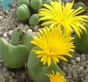 Conophytum meyerae syn: Ophthalmophyllum meyerae seeds