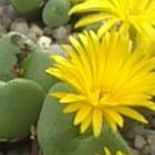 Conophytum meyerae syn: Ophthalmophyllum meyerae graines