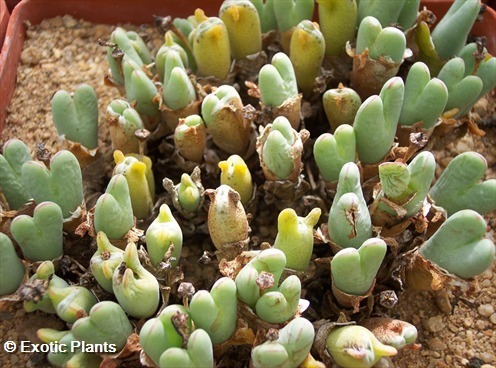 Conophytum meyeri living stones seeds