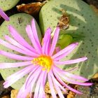 Conophytum middlemostii