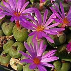 Conophytum minutum Kegelpflanze Samen