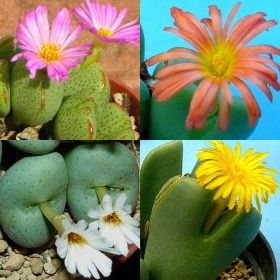 Conophytum mix Conophytum mix seeds