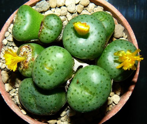 Conophytum novicium Mesemb seeds