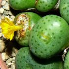 Conophytum novicium Mesemb Samen