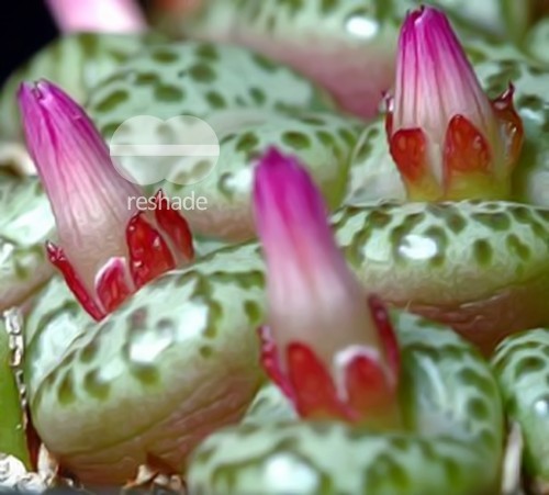 Conophytum obcordellum succulent seeds